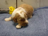 Jonah, a male Goldendoodle for sale in Abbotsford, WI – 3 of 6
