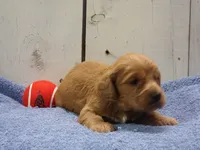 Barney, a male Cockapoo for sale in Abbotsford, WI – 5 of 6