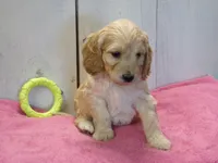 Beverly, a female Cockapoo for sale in Abbotsford, WI – 4 of 7
