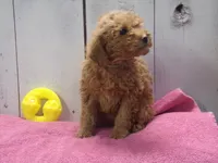 Emma, a female Poodle - Miniature  for sale in Abbotsford, WI – Photo 2 of 4