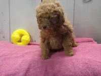 Emma, a female Poodle - Miniature  for sale in Abbotsford, WI – Photo 1 of 4