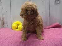 Emma, a female Poodle - Miniature  for sale in Abbotsford, WI – Photo 3 of 4