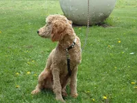 Ezra, a male Poodle - Miniature  for sale in Abbotsford, WI – 4 of 7