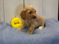 Barry, a male Cockapoo for sale in Abbotsford, WI – 5 of 6