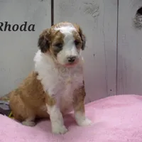 Rhoda, a female Aussiedoodle for sale in Abbotsford, WI – Photo 6 of 6