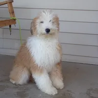 Rhoda, a female Aussiedoodle for sale in Abbotsford, WI – Photo 1 of 6