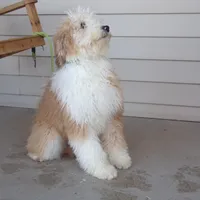 Rhoda, a female Aussiedoodle for sale in Abbotsford, WI – Photo 4 of 6