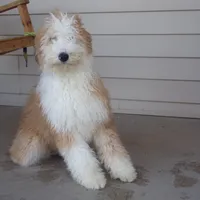 Rhoda, a female Aussiedoodle for sale in Abbotsford, WI – Photo 2 of 6