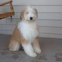 Rhoda, a female Aussiedoodle for sale in Abbotsford, WI – Photo 3 of 6