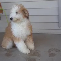 Rhoda, a female Aussiedoodle for sale in Abbotsford, WI – Photo 5 of 6