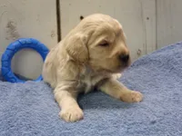 Brady, a male Cockapoo for sale in Abbotsford, WI – 2 of 6