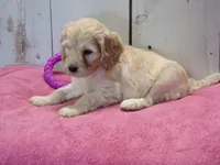 Bertha, a female Cockapoo for sale in Abbotsford, WI – 2 of 6