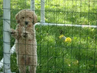 Dallas, a male Miniature Goldendoodle for sale in Abbotsford, WI – 2 of 6