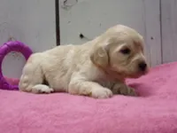 Bertha, a female Cockapoo for sale in Abbotsford, WI – 3 of 4