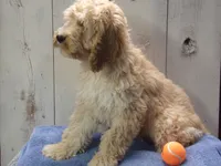 Boone, a male Cockapoo for sale in Abbotsford, WI – 4 of 5