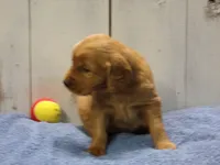 Orville, a male Golden Retriever for sale in Abbotsford, WI – Photo 4 of 5