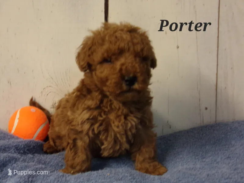 Porter – Miniature Goldendoodle puppy for sale in Abbotsford, WI