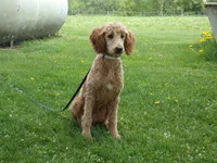 Ezra, a male Poodle - Miniature  for sale in Abbotsford, WI – 3 of 7