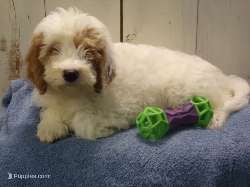 Jake – Goldendoodle puppy for sale in Abbotsford, WI
