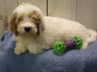 Jake, a male Goldendoodle for sale in Abbotsford, WI – 1 of 2