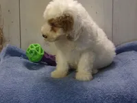 Jake, a male Goldendoodle for sale in Abbotsford, WI – 5 of 5