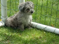 Helga, a female Havapoo for sale in Abbotsford, WI – 3 of 5