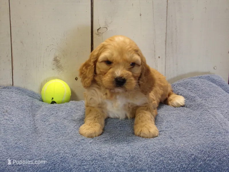 Baxter – Cockapoo puppy for sale in Abbotsford, WI