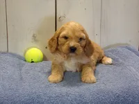 Baxter, a male Cockapoo for sale in Abbotsford, WI – 1 of 5
