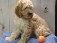 Boone, a male Cockapoo for sale in Abbotsford, WI – 5 of 5