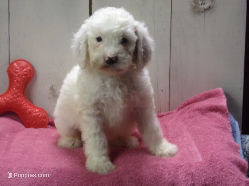 Jane – Goldendoodle puppy for sale in Abbotsford, WI