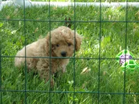 Denver, a male Miniature Goldendoodle for sale in Abbotsford, WI – 4 of 6
