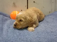 Boone, a male Cockapoo for sale in Abbotsford, WI – 3 of 5