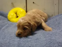 Barry, a male Cockapoo for sale in Abbotsford, WI – 6 of 6