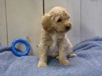 Brady, a male Cockapoo for sale in Abbotsford, WI – 7 of 7