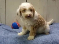 Jethro, a male Goldendoodle for sale in Abbotsford, WI – 3 of 5