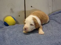 Judah, a male Goldendoodle for sale in Abbotsford, WI – 4 of 6