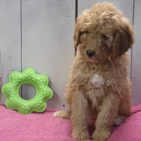 Edith, a female Poodle - Miniature  for sale in Abbotsford, WI – Photo 1 of 4