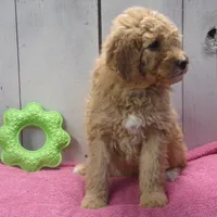 Edith, a female Poodle - Miniature  for sale in Abbotsford, WI – Photo 2 of 4