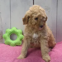 Edith, a female Poodle - Miniature  for sale in Abbotsford, WI – Photo 3 of 4