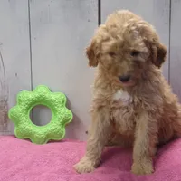 Edith, a female Poodle - Miniature  for sale in Abbotsford, WI – Photo 4 of 4