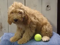 Baxter, a male Cockapoo for sale in Abbotsford, WI – 3 of 3
