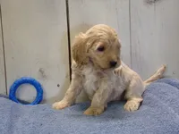 Brady, a male Cockapoo for sale in Abbotsford, WI – 5 of 7