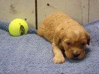 Baxter, a male Cockapoo for sale in Abbotsford, WI – 4 of 6