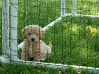 Dallas, a male Miniature Goldendoodle for sale in Abbotsford, WI – 6 of 6