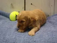 Baxter, a male Cockapoo for sale in Abbotsford, WI – 2 of 6