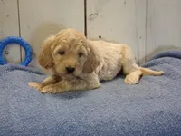 Brady, a male Cockapoo for sale in Abbotsford, WI – 3 of 7