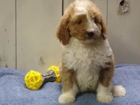Jonah, a male Goldendoodle for sale in Abbotsford, WI – 4 of 4