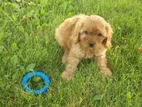 Charles, a male Cavapoo for sale in Abbotsford, WI – 3 of 3