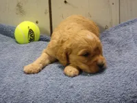 Baxter, a male Cockapoo for sale in Abbotsford, WI – 6 of 6
