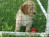 Parker, a male Miniature Goldendoodle for sale in Abbotsford, WI – 6 of 6